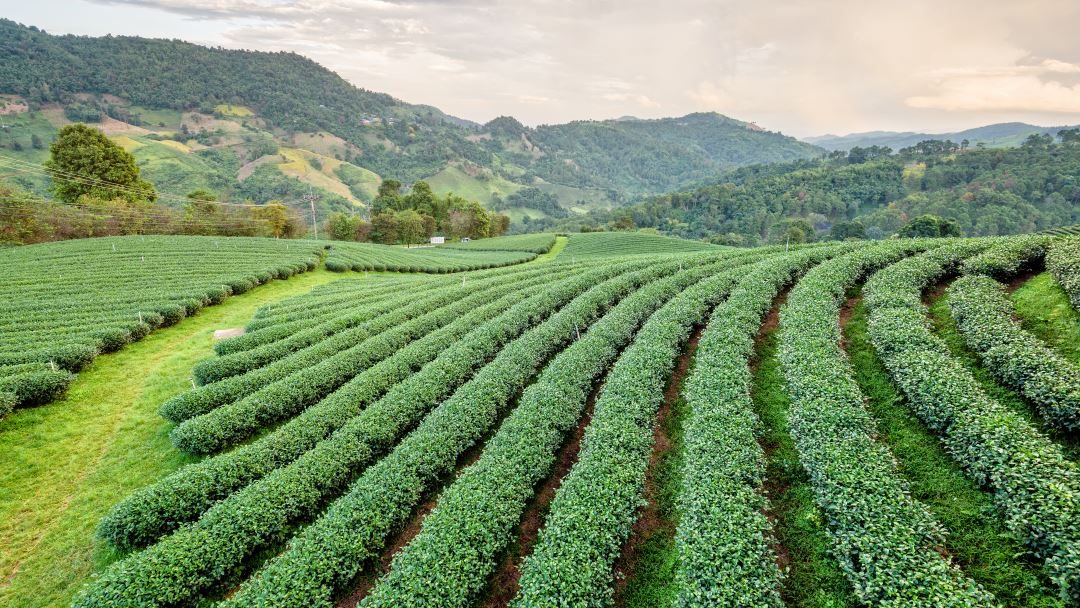 Hvad er grøn te? De 6 vigtigste ting om grøn te alle bør vide