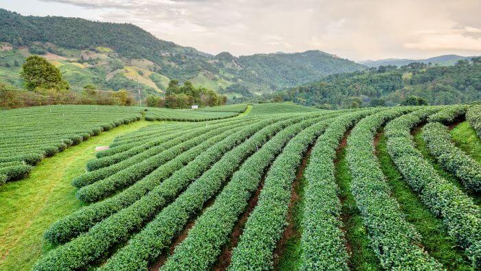 Økologisk grøn te - Gå på i vores betagende
