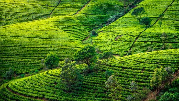 Teplantage med temarker på Sri Lanka