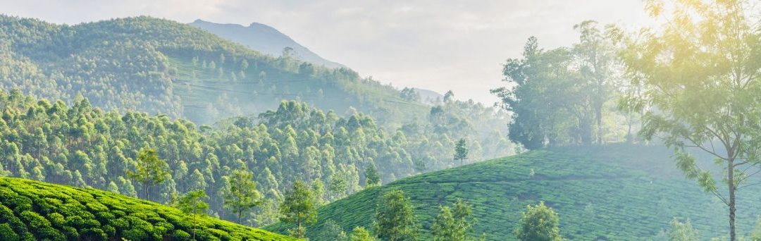 Den spændende historie om te fra Indien