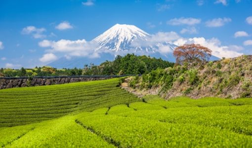 teplantager i fuji japan Asamushi sencha, Fukamushi sencha, grøn te, Ibancha, japan, japansk te, Nibancha, Sencha, sencha te