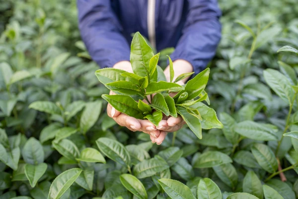 tea plant the camellia sinensis